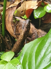 Diploderma swinhonis