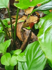 Diploderma swinhonis