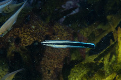 Aspidontus taeniatus