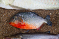 Pygocentrus nattereri