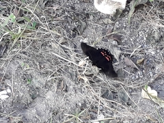 Lepidoptera