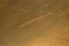 Boulengerella cuvieri