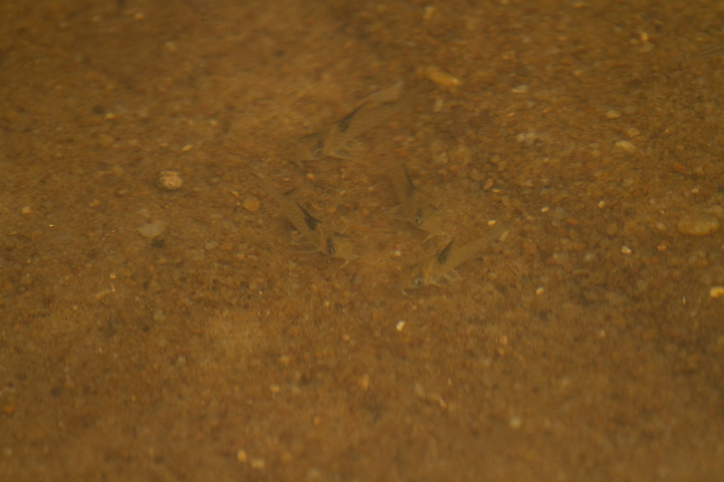 Blacksail corydoras (Corydoras melanistius) — Callichthyidae