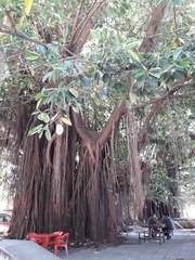 Ficus