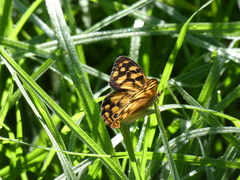 Heteronympha paradelpha