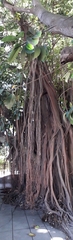 Ficus