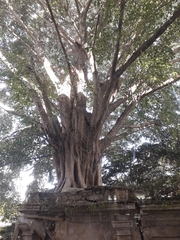 Ficus