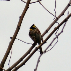 Emberiza elegans