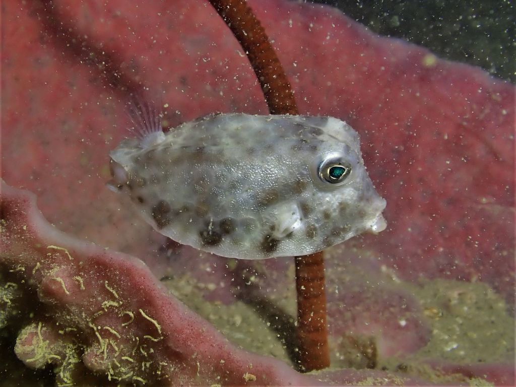 Shortnose boxfish (Rhynchostracion nasus) — Ostraciidae