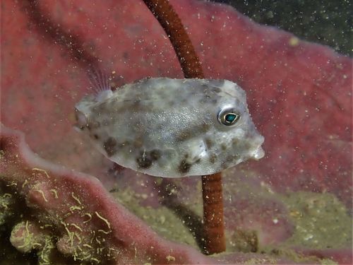 Shortnose boxfish (Rhynchostracion nasus) — Ostraciidae