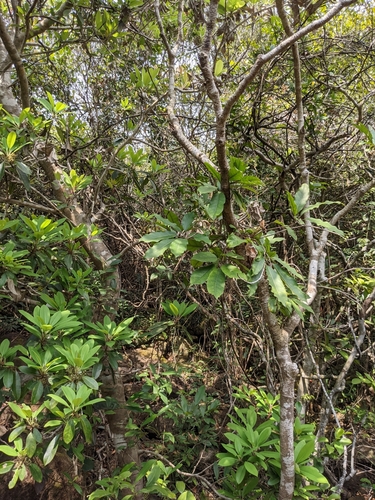 Daphniphyllum pentandrum (Daphniphyllum pentandrum)
