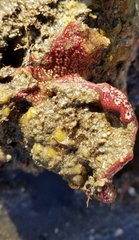 Botrylloides violaceus