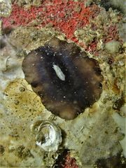 Scutus unguis