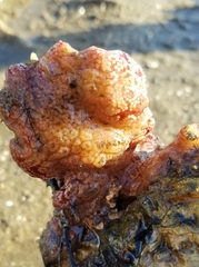 Botrylloides violaceus