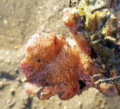 Botrylloides violaceus