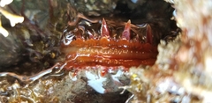 Crassadoma gigantea