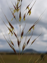 Chrysopogon serrulatus