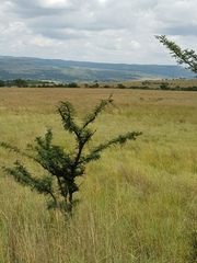 Vachellia robusta robusta