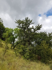 Vachellia robusta robusta