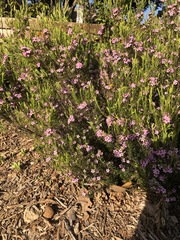 Linanthus californicus