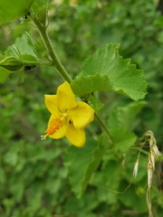 Hibiscus subreniformis
