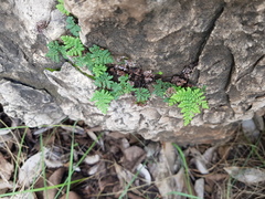 Cheilanthes multifida
