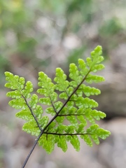 Cheilanthes multifida