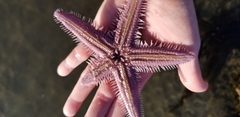 Astropecten armatus