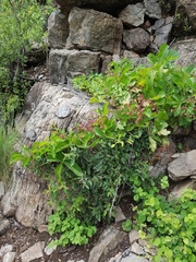 Cyphostemma lanigerum