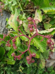 Cyphostemma lanigerum