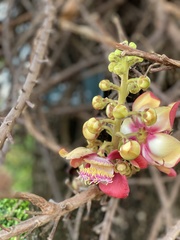 Couroupita guianensis
