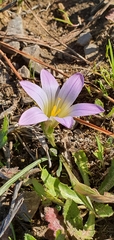 Romulea bulbocodium