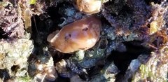 Diaulula sandiegensis