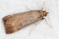 Tathorhynchus fallax