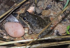 Litoria inermis