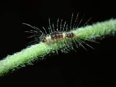 Dasychira chekiangensis