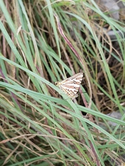 Cigaritis natalensis