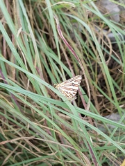 Cigaritis natalensis