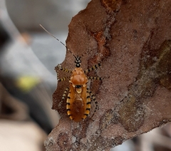 Pselliopus latispina