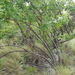 Heteromorpha arborescens - Photo (c) Richard Gill,  זכויות יוצרים חלקיות (CC BY-NC), הועלה על ידי Richard Gill