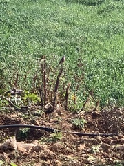 Phoenicurus phoenicurus