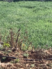 Phoenicurus phoenicurus