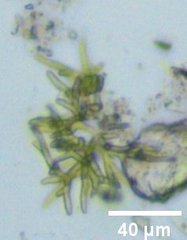 Microthamnion
