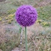 Allium giganteum - Photo (c) Наталья Бешко, μερικά δικαιώματα διατηρούνται (CC BY-NC), uploaded by Наталья Бешко