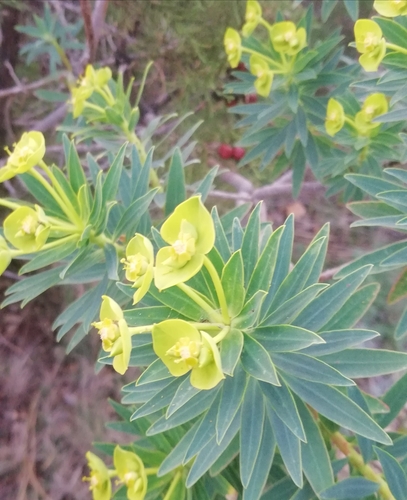 Tree spurge