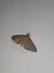 Herpetogramma phaeopteralis