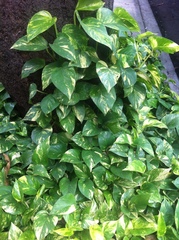 Epipremnum aureum