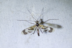 Macrocera decorosa