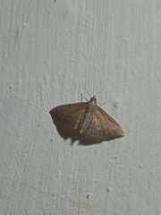 Herpetogramma phaeopteralis