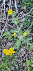 Senecio leucanthemifolius image